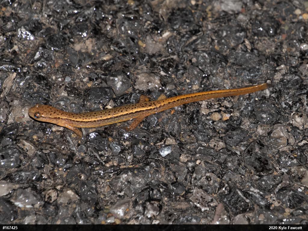 Northern Two-lined Salamander