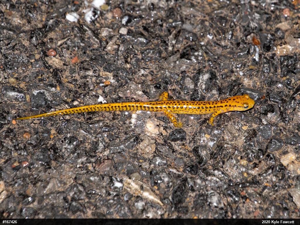 Eastern Long-tailed Salamander