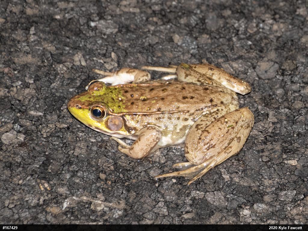 Green Frog