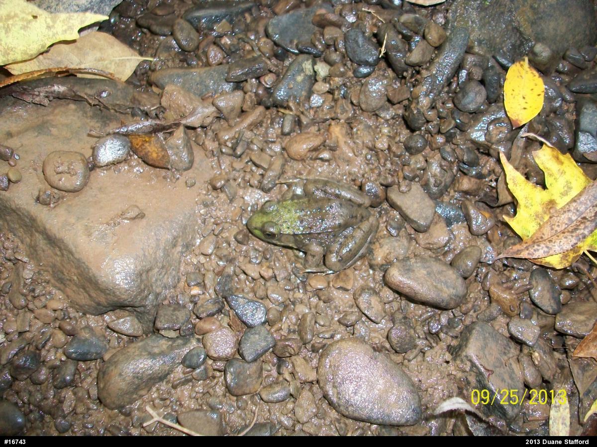 Green Frog