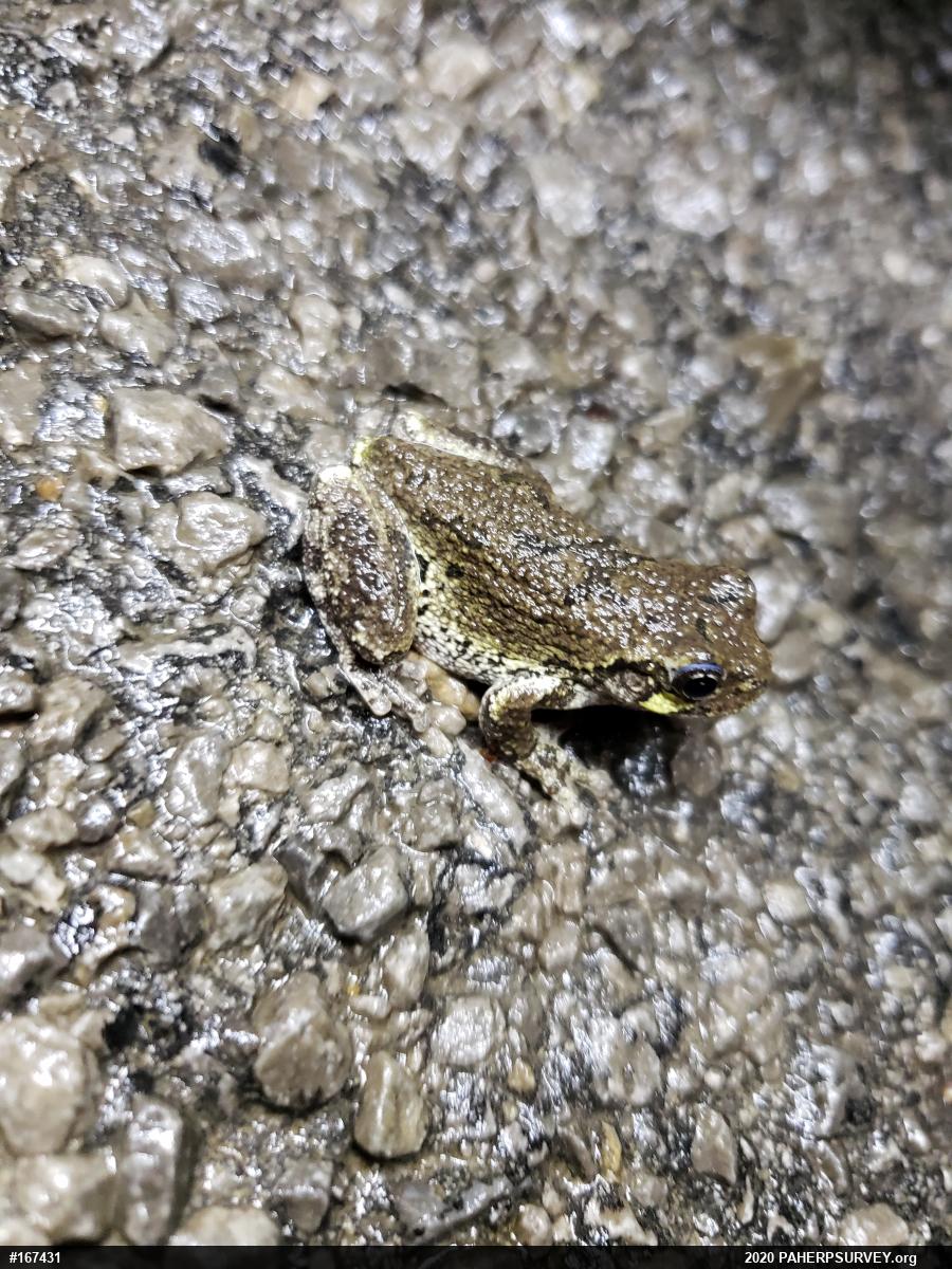 Unknown Gray Treefrog