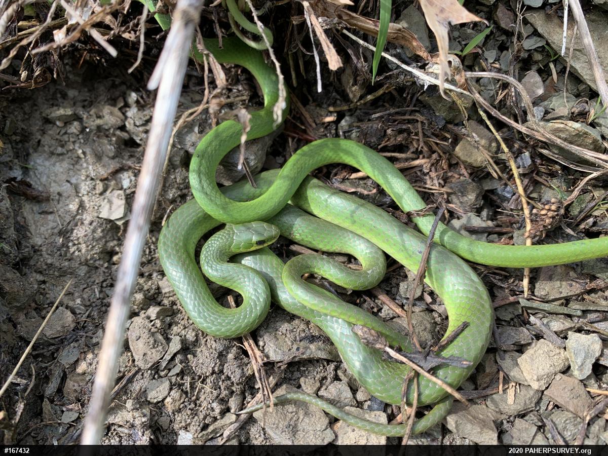 Smooth Greensnake