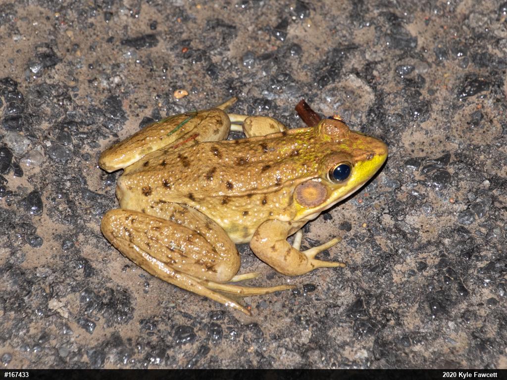 Green Frog