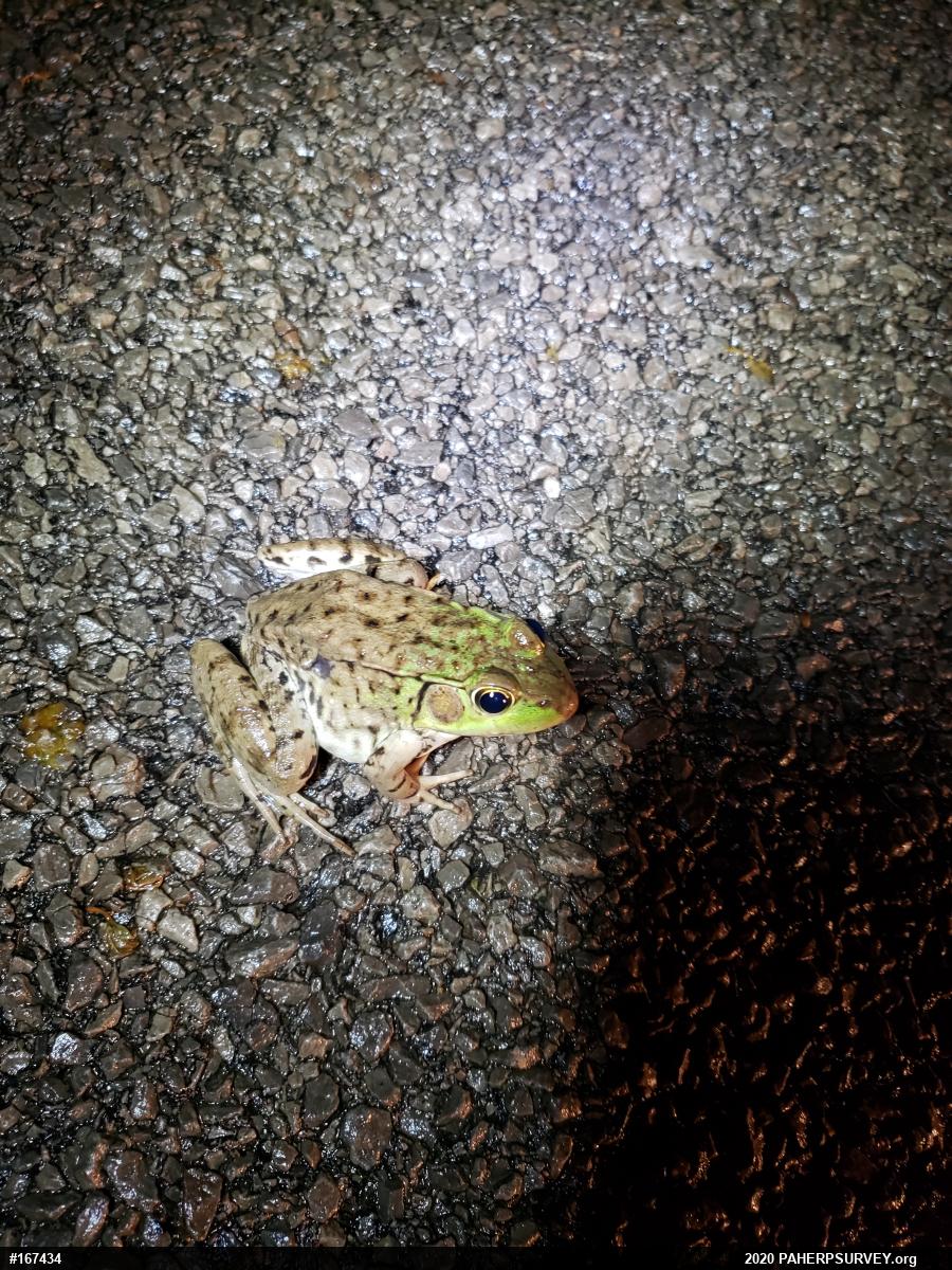 Green Frog