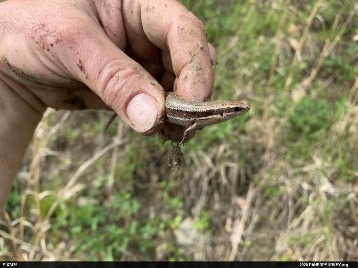 Northern Coal Skink