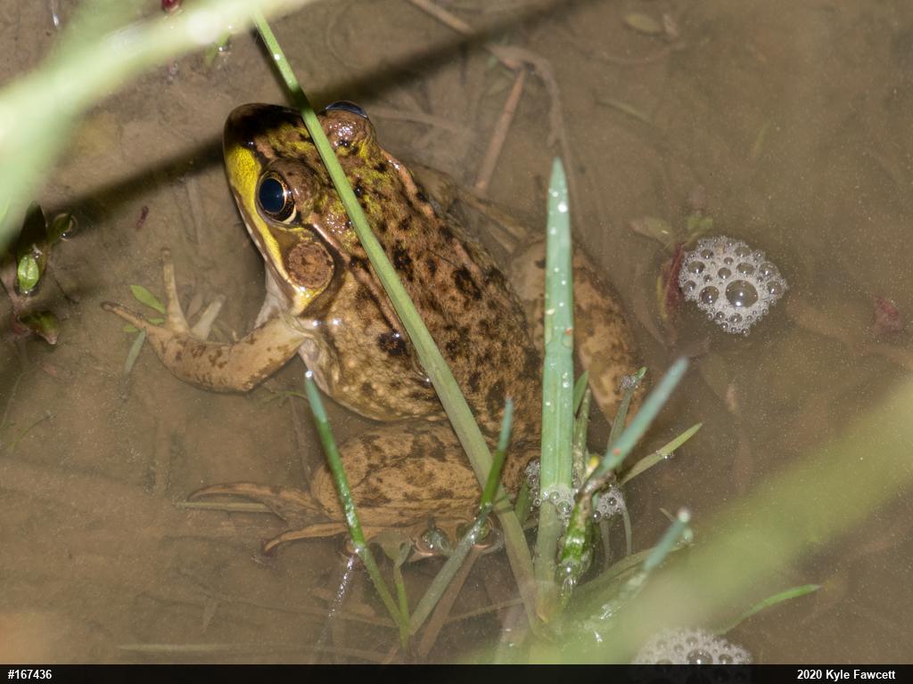 Green Frog