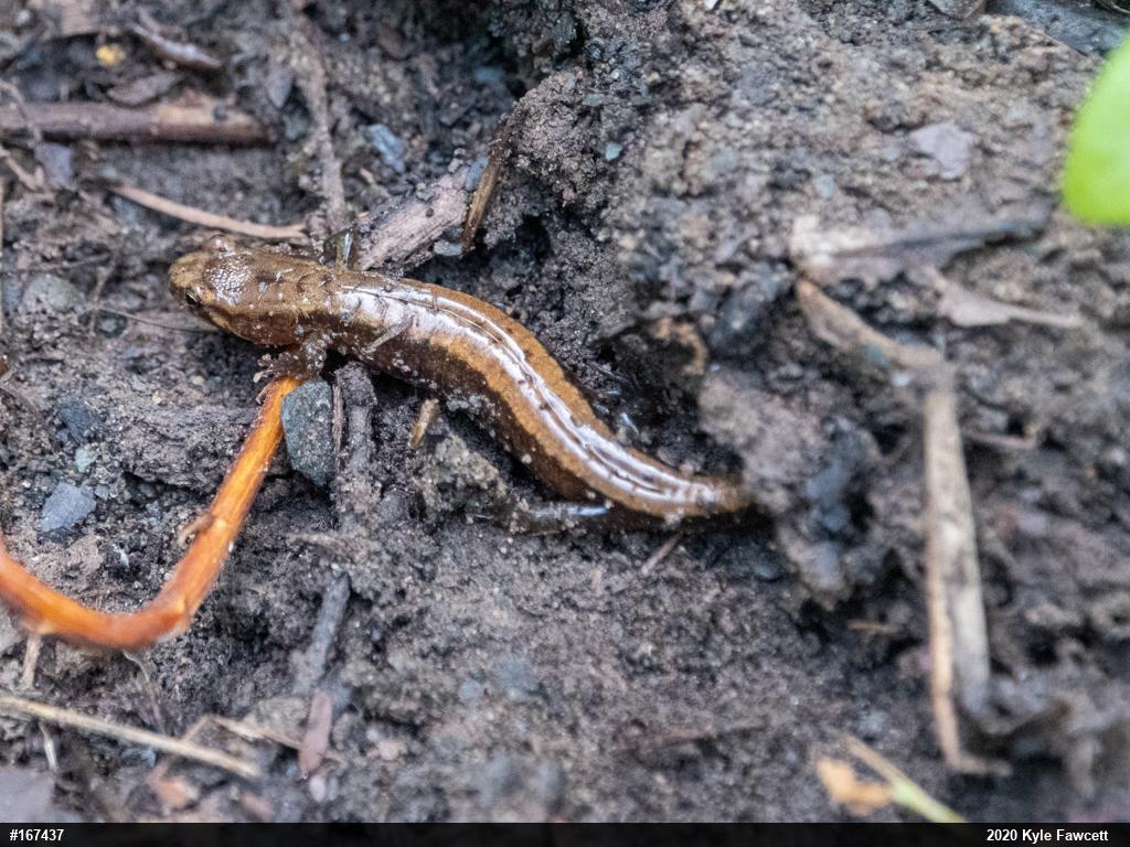 Allegheny Mountain Dusky Salamander
