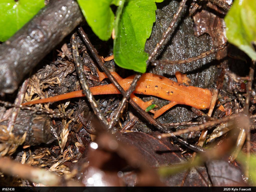 Red-spotted Newt