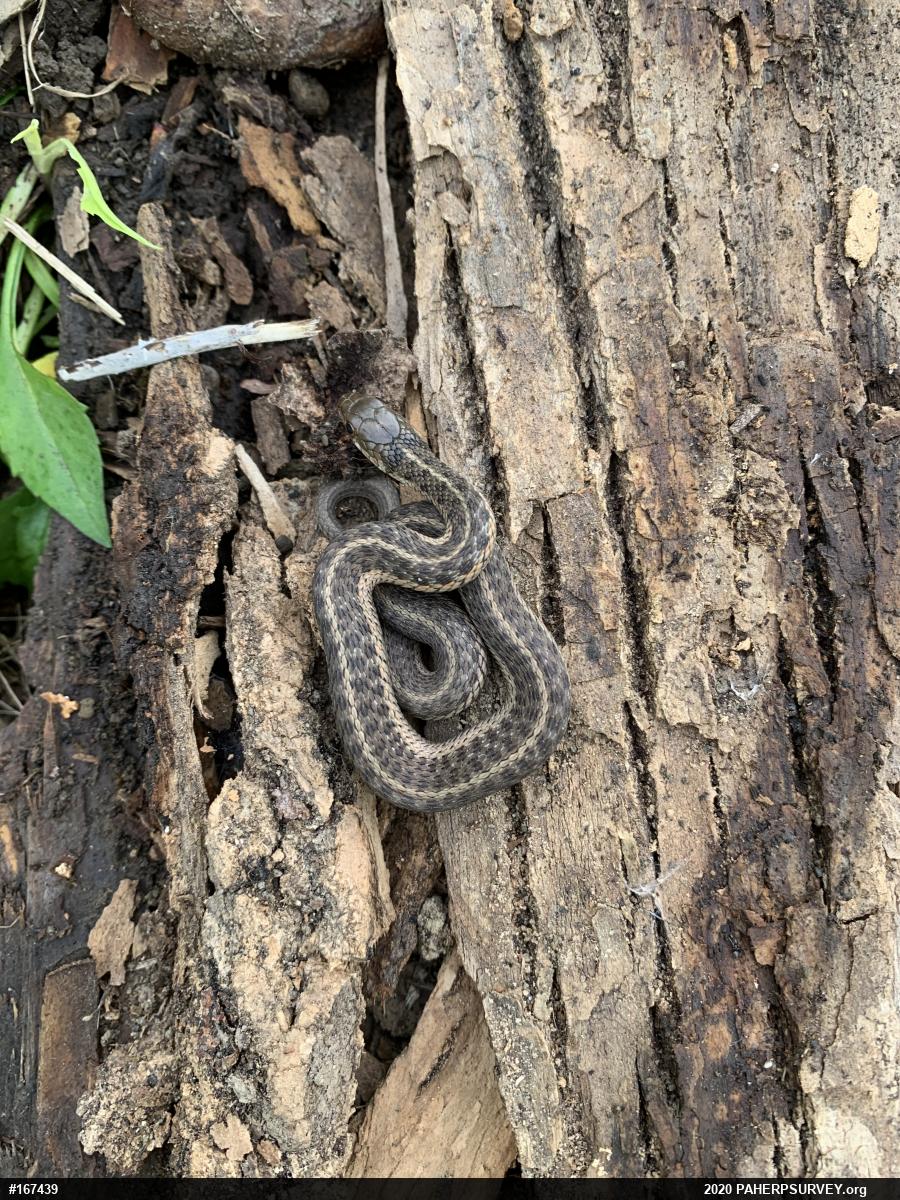 Eastern Gartersnake