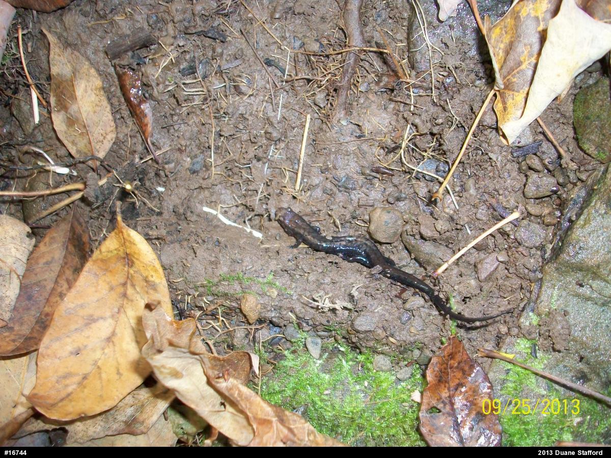 Allegheny Mountain Dusky Salamander