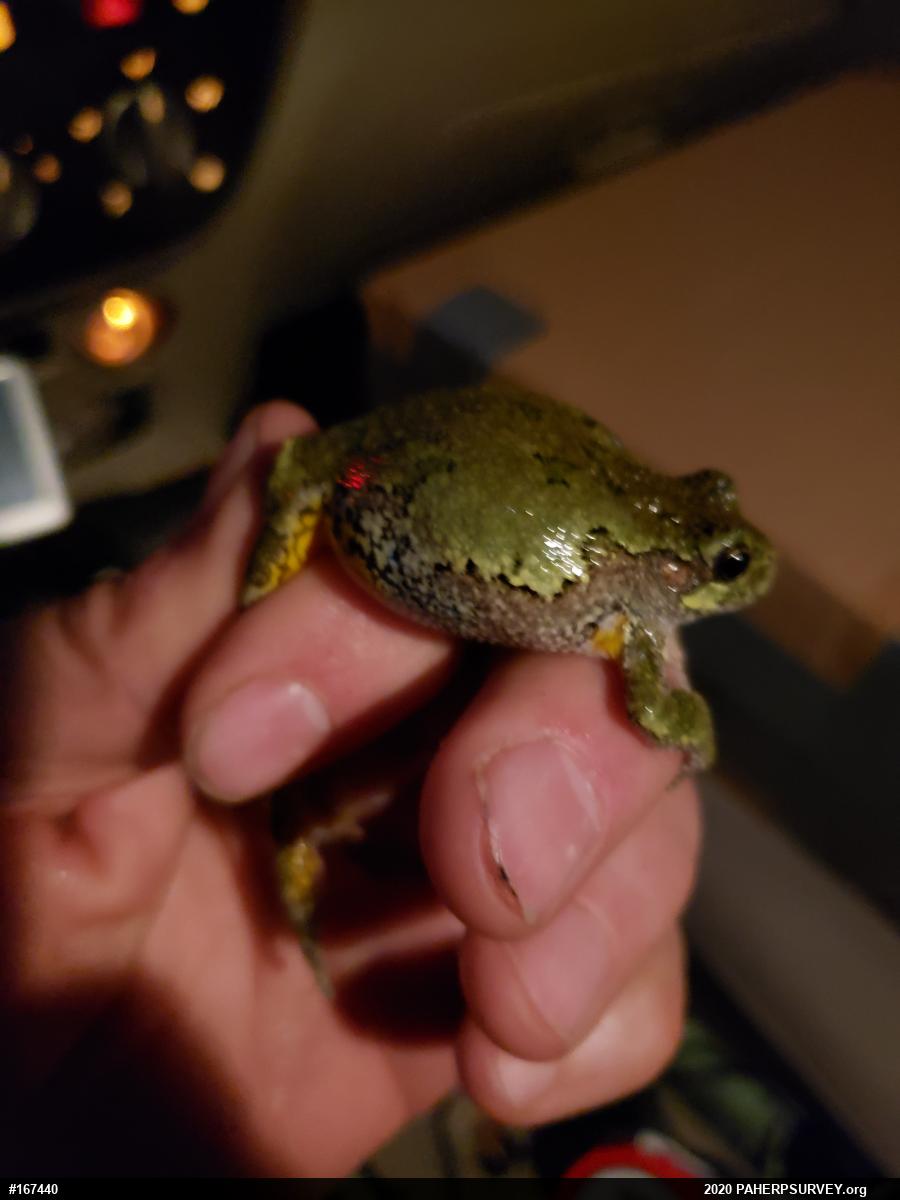 Unknown Gray Treefrog