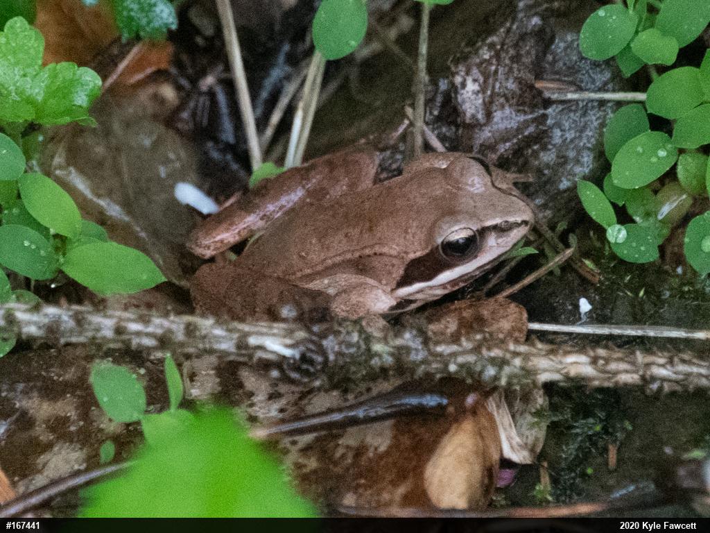 Wood Frog