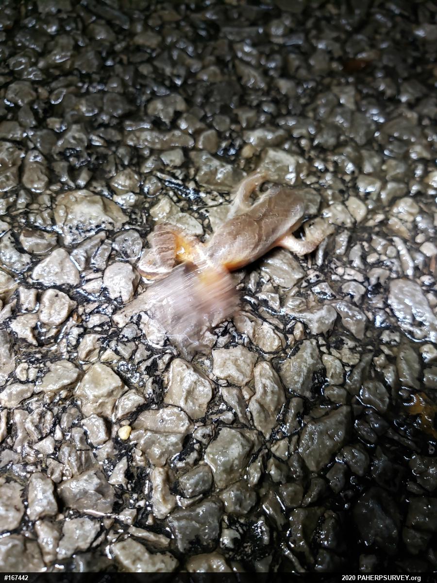 Spring Peeper