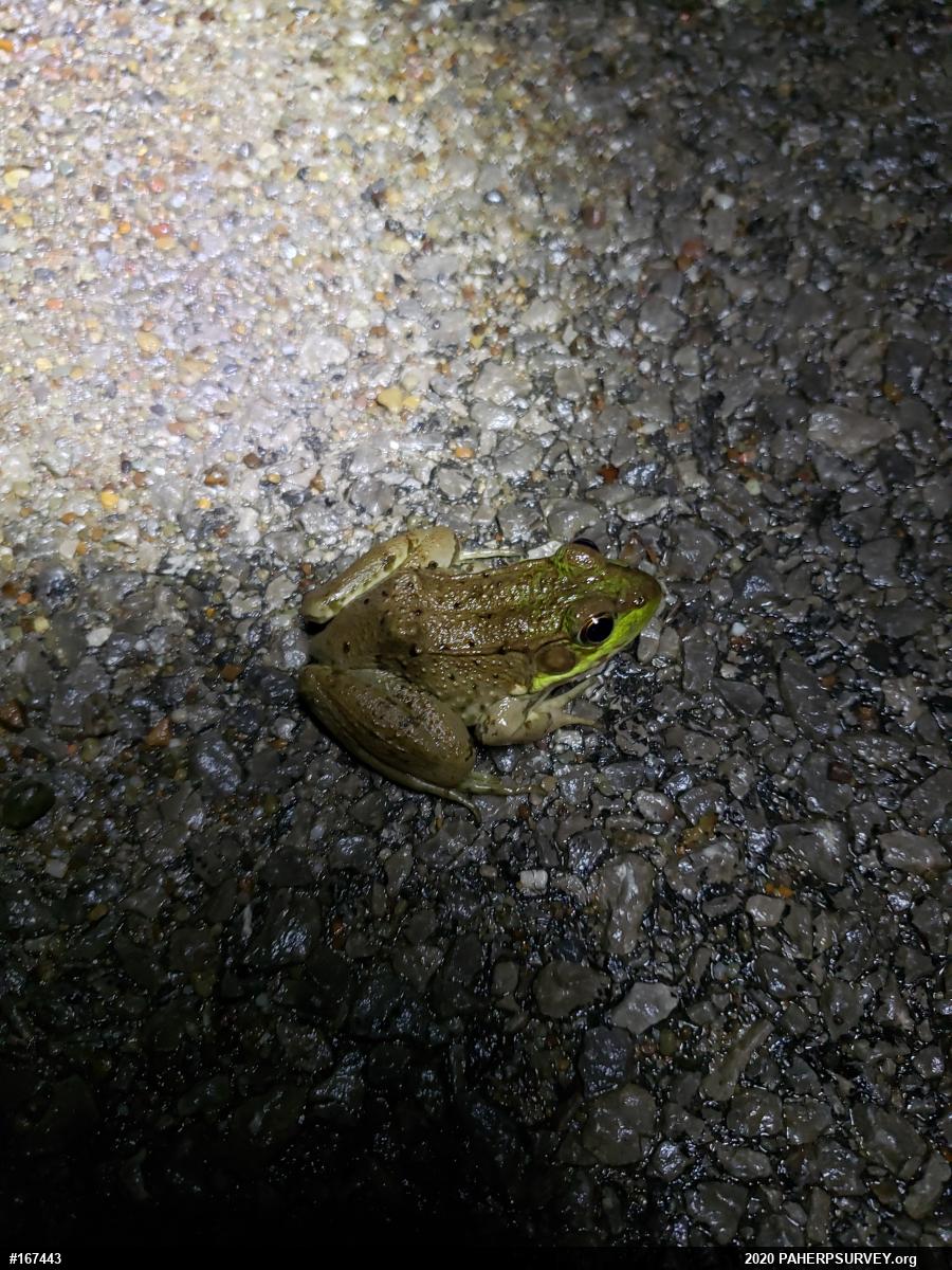 Green Frog
