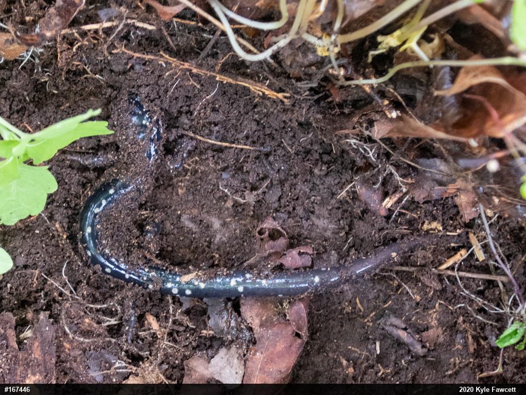 Northern Slimy Salamander