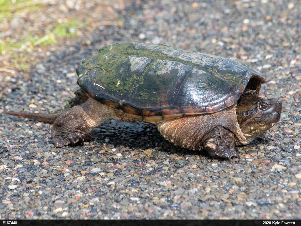 Snapping Turtle