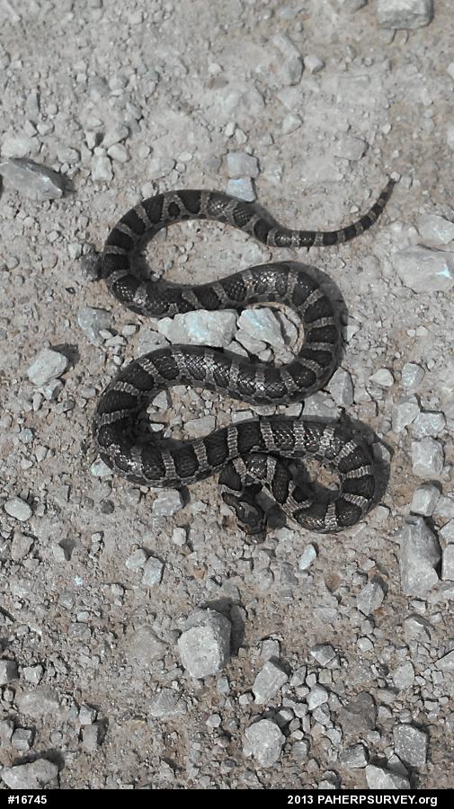 Eastern Milksnake