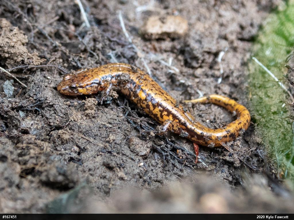 Allegheny Mountain Dusky Salamander