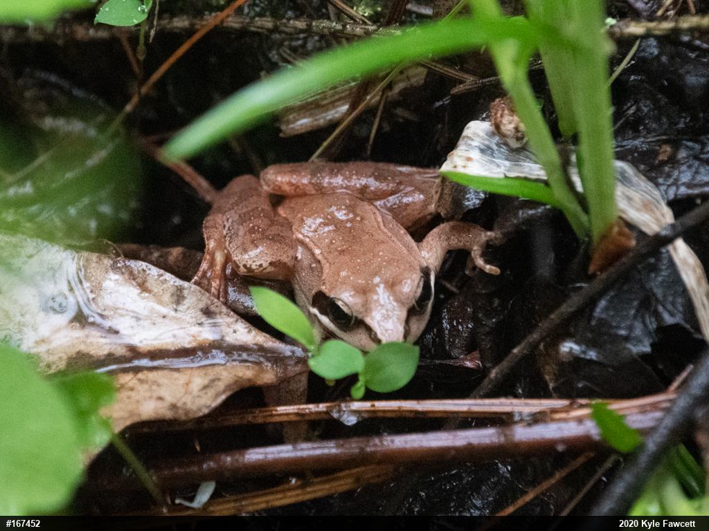 Wood Frog