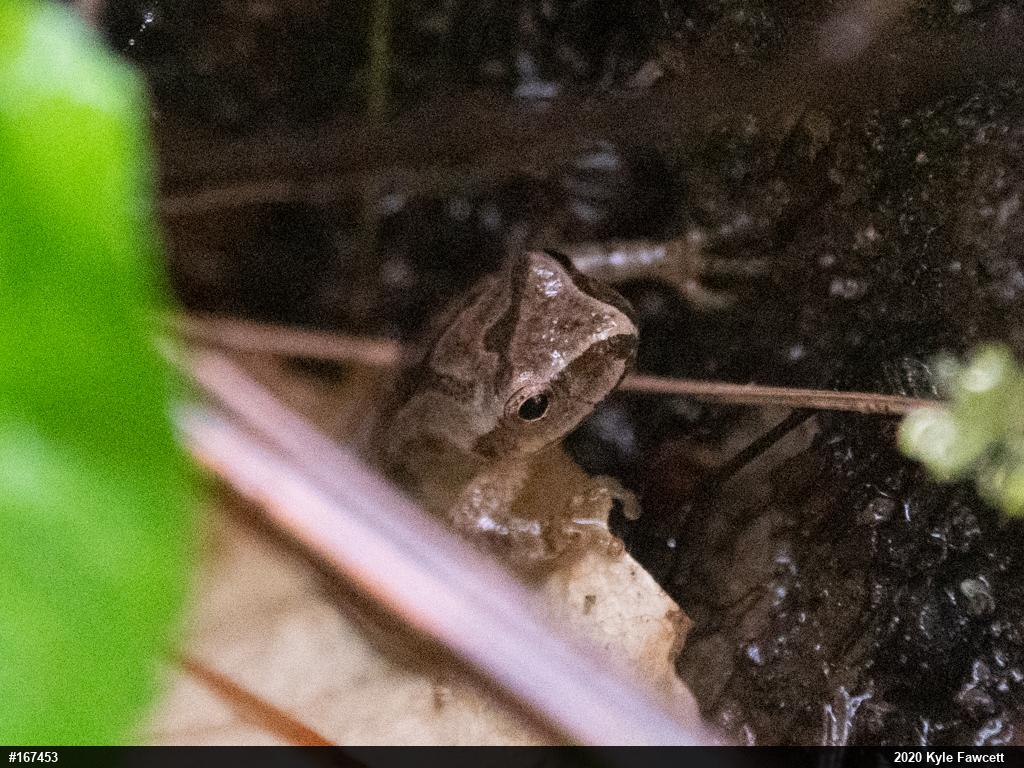 Spring Peeper