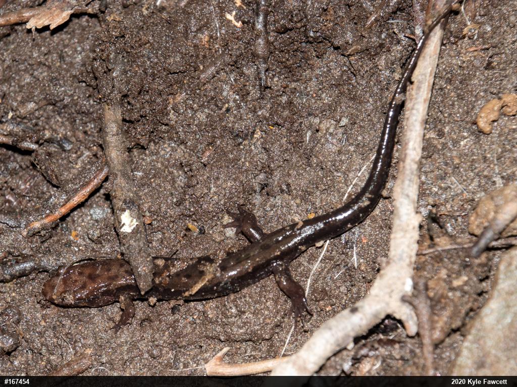 Allegheny Mountain Dusky Salamander