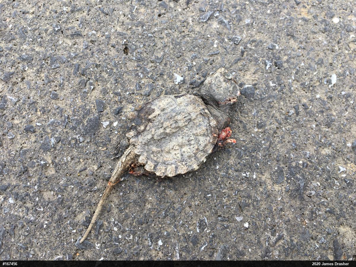 Snapping Turtle