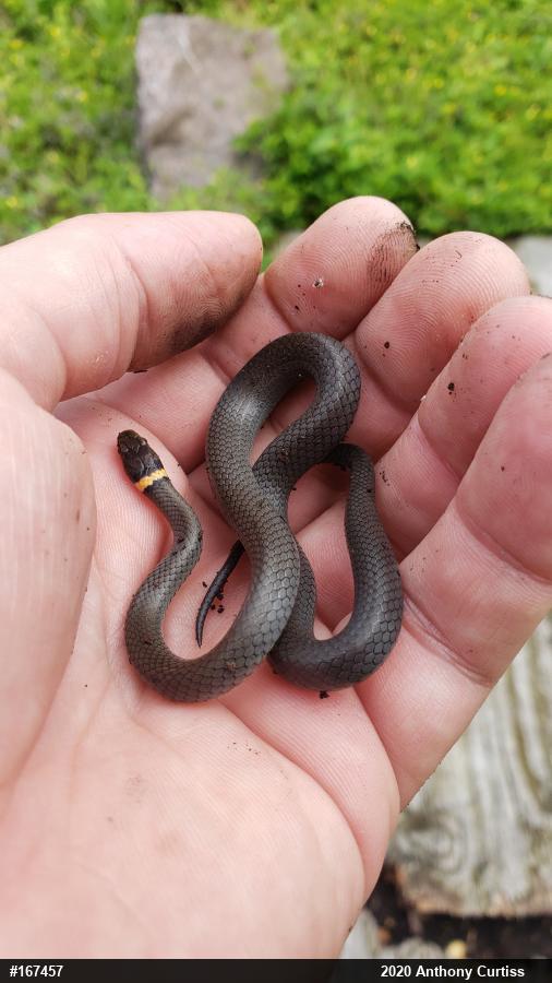 Northern Ring-necked Snake