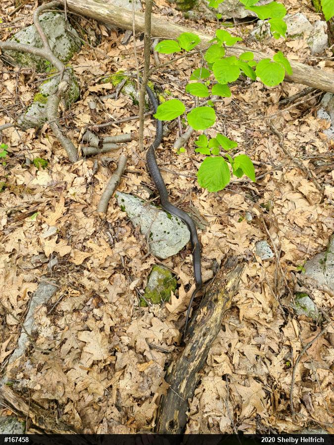 Eastern Ratsnake