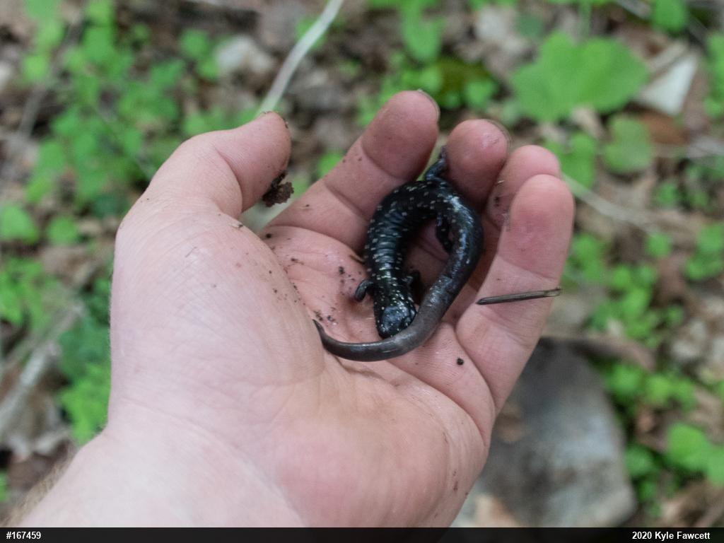 Northern Slimy Salamander
