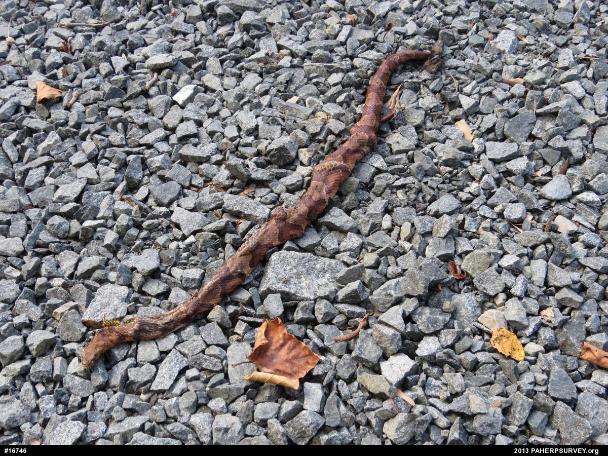 Northern Copperhead