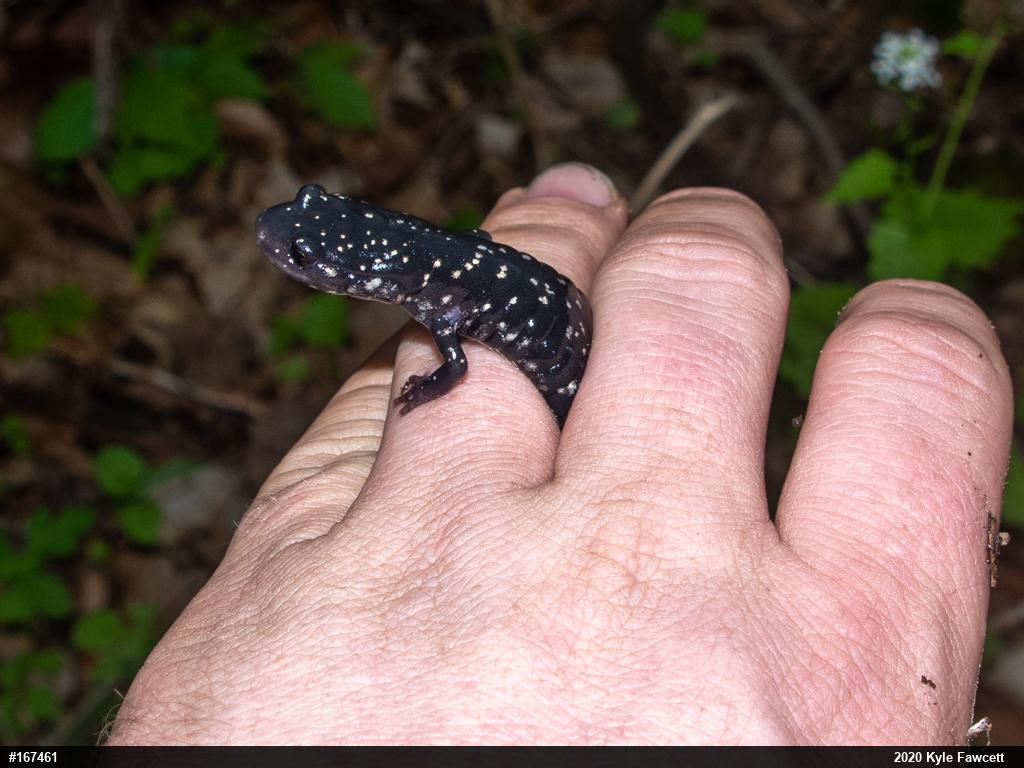 Northern Slimy Salamander