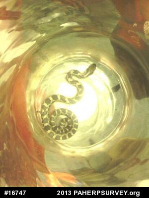 Eastern Ratsnake