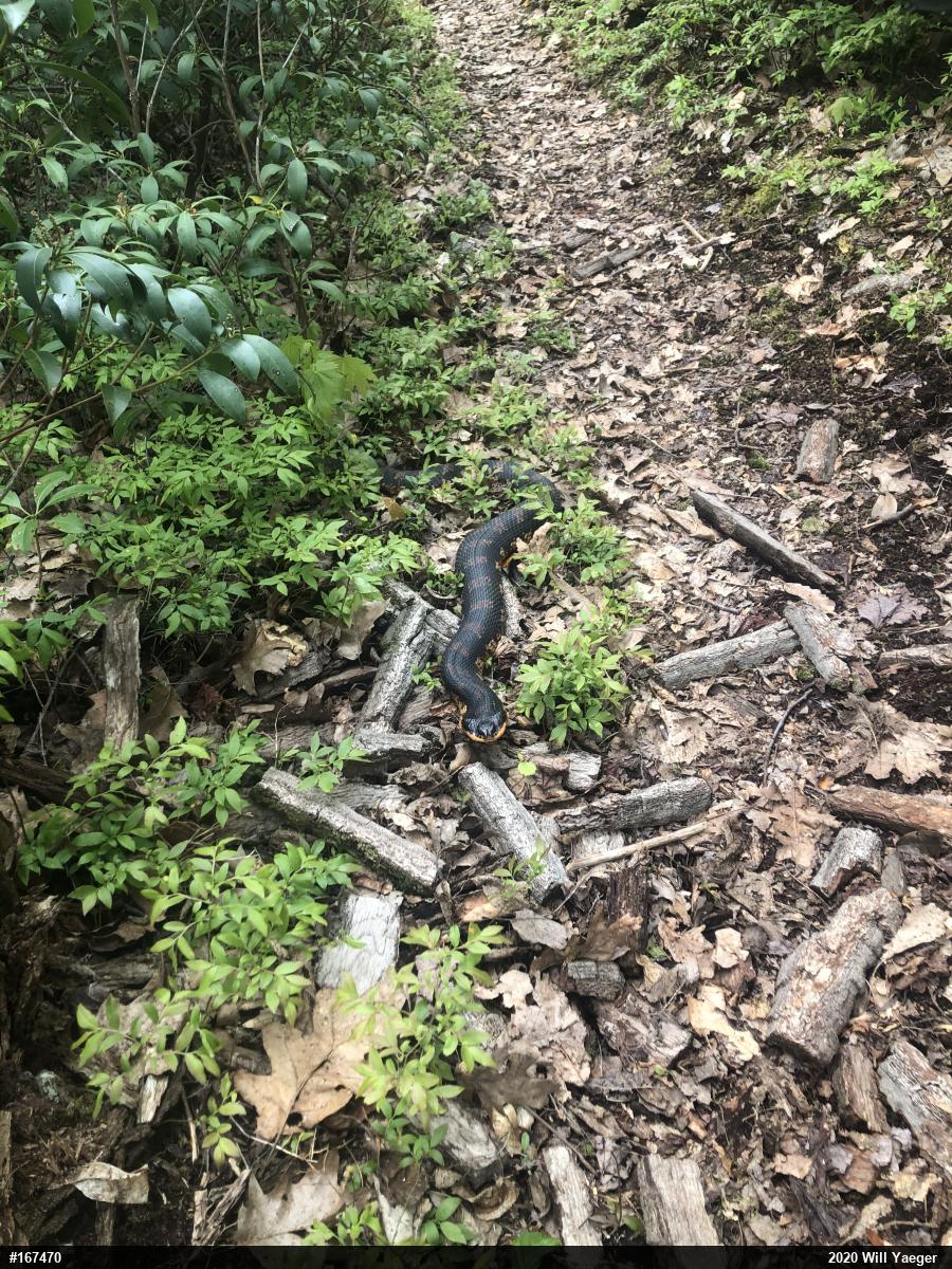 Eastern Hog-nosed Snake