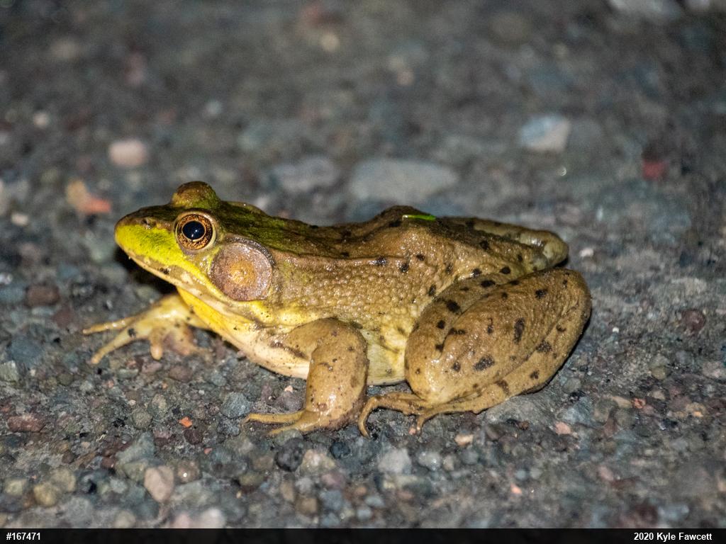Green Frog