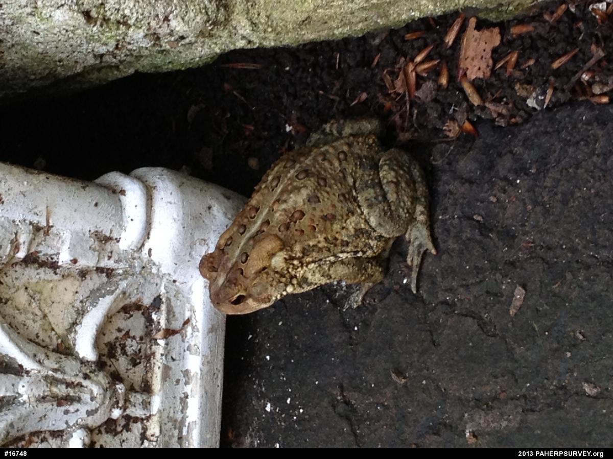 Eastern American Toad
