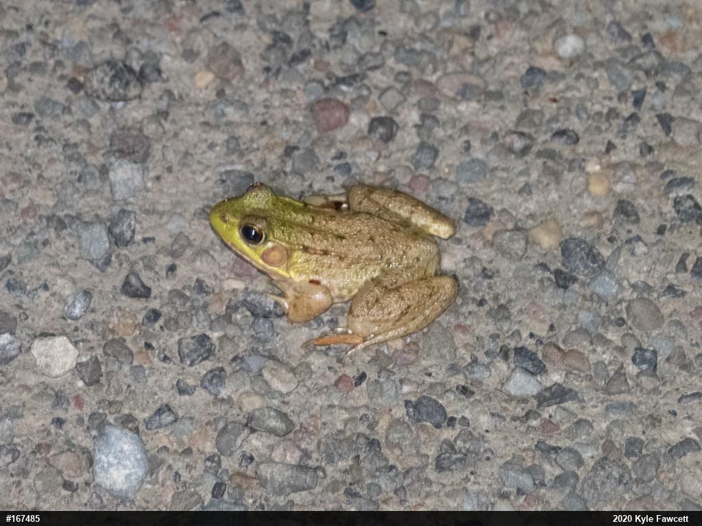 Green Frog