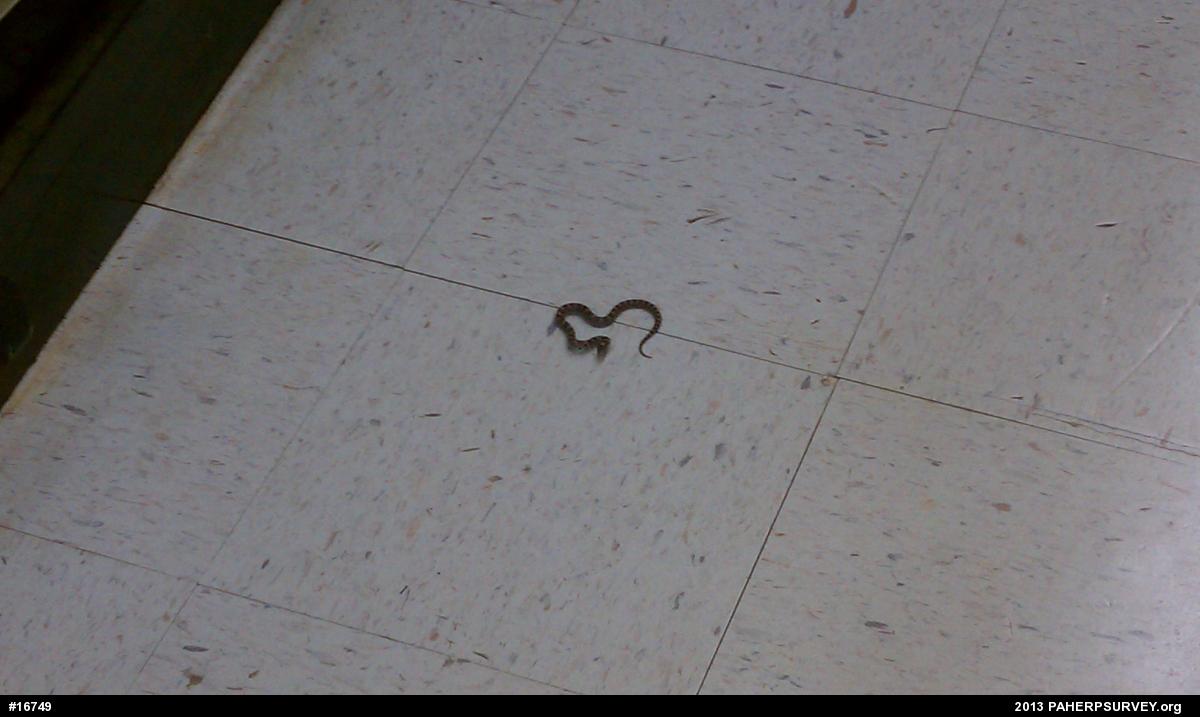 Eastern Milksnake