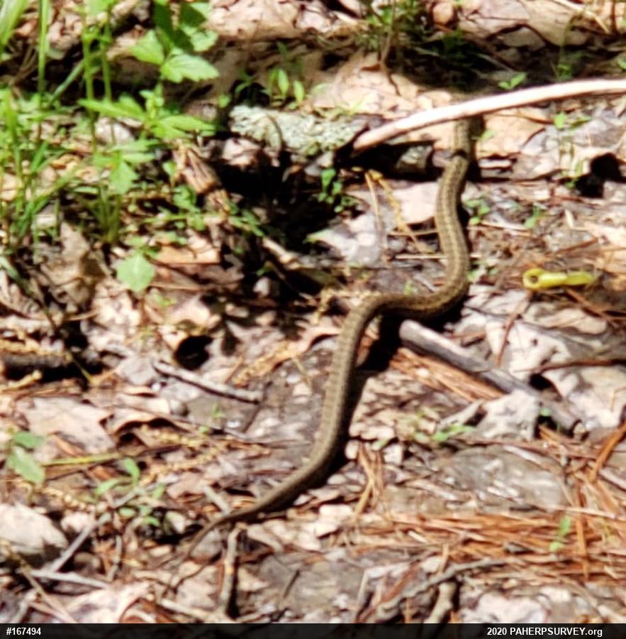 Eastern Gartersnake