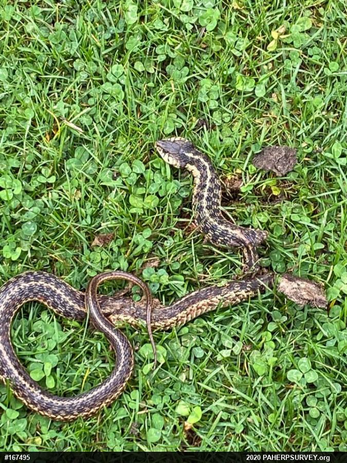 Eastern Gartersnake