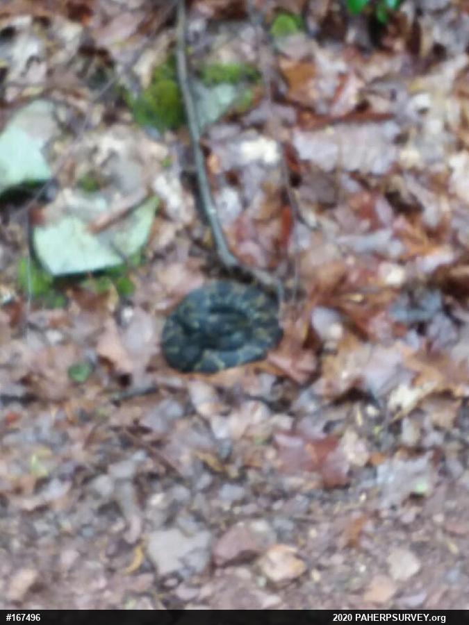 Timber Rattlesnake