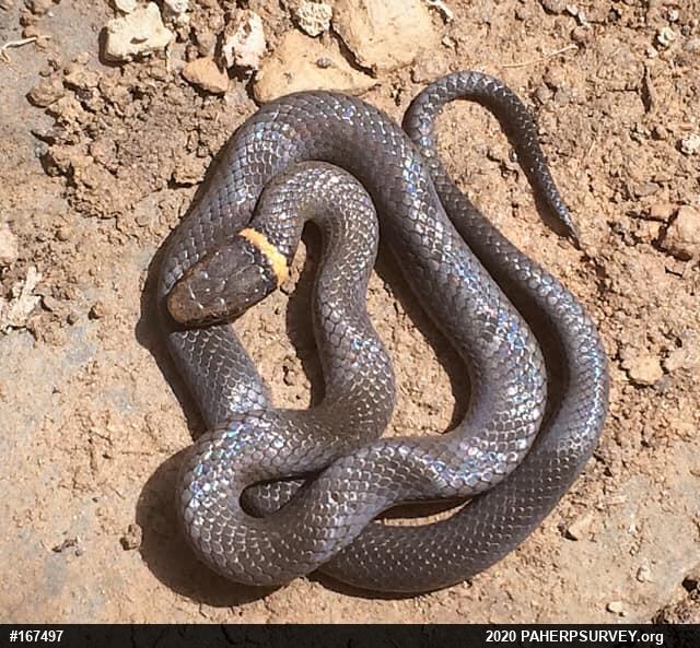 Northern Ring-necked Snake