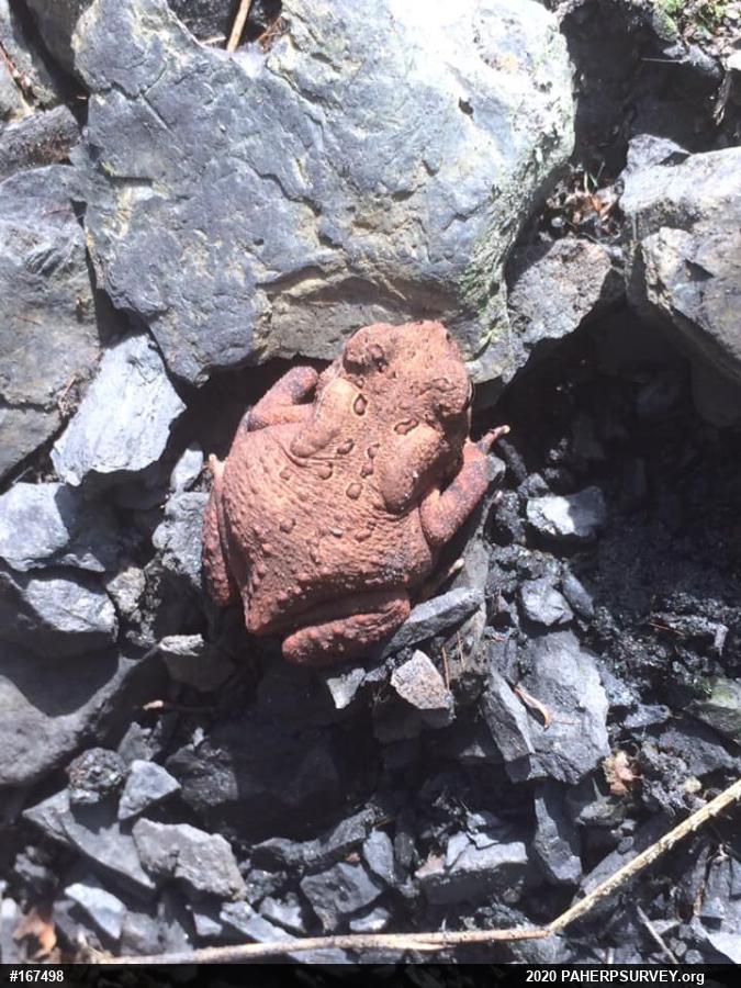 Eastern American Toad