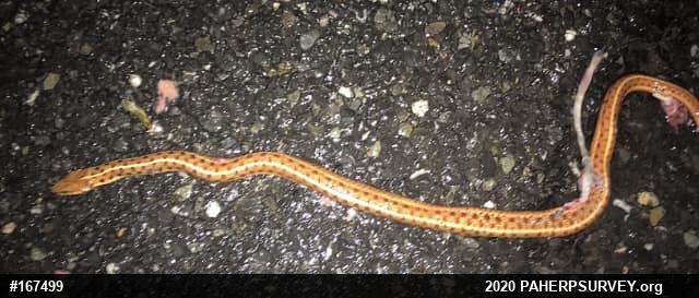 Eastern Gartersnake