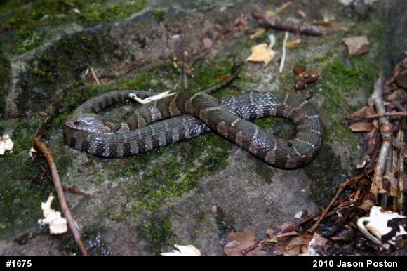 Northern Watersnake