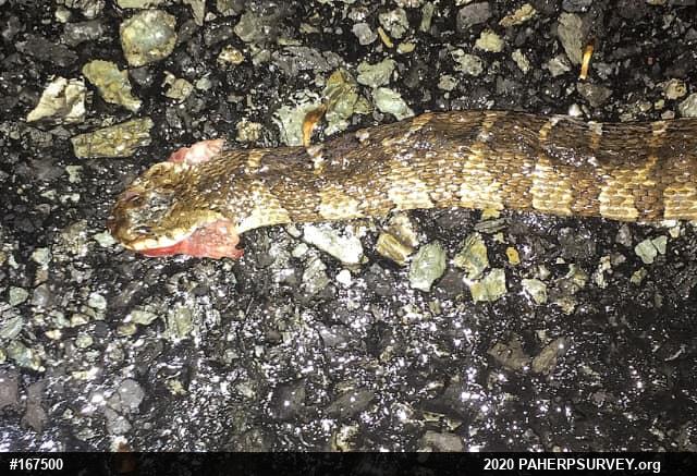 Northern Watersnake