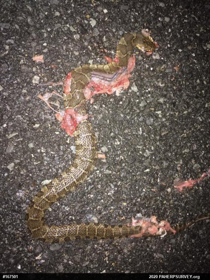 Northern Watersnake