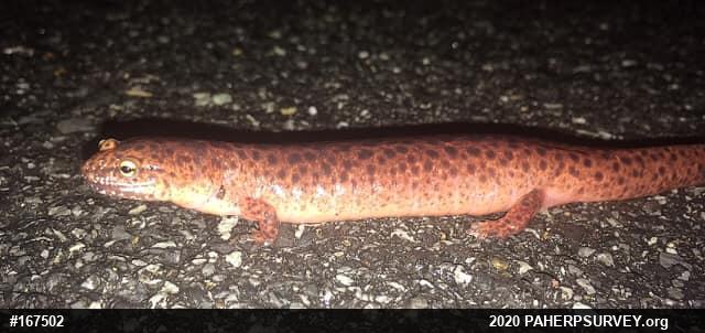 Northern Red Salamander