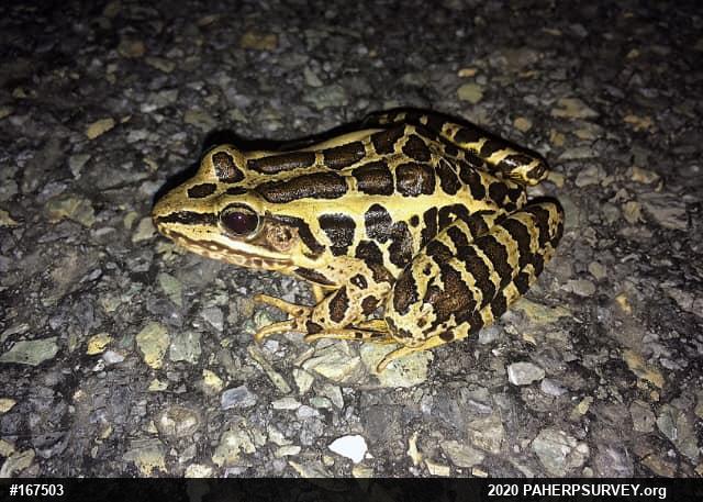 Pickerel Frog