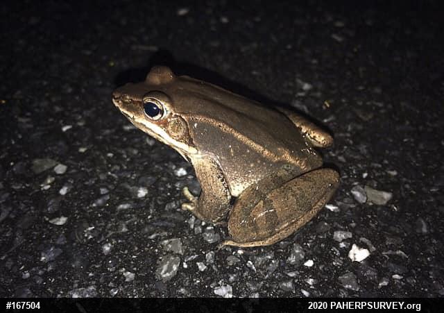Wood Frog