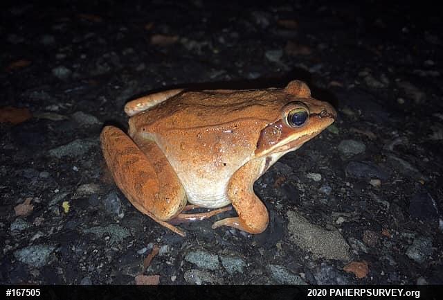 Wood Frog